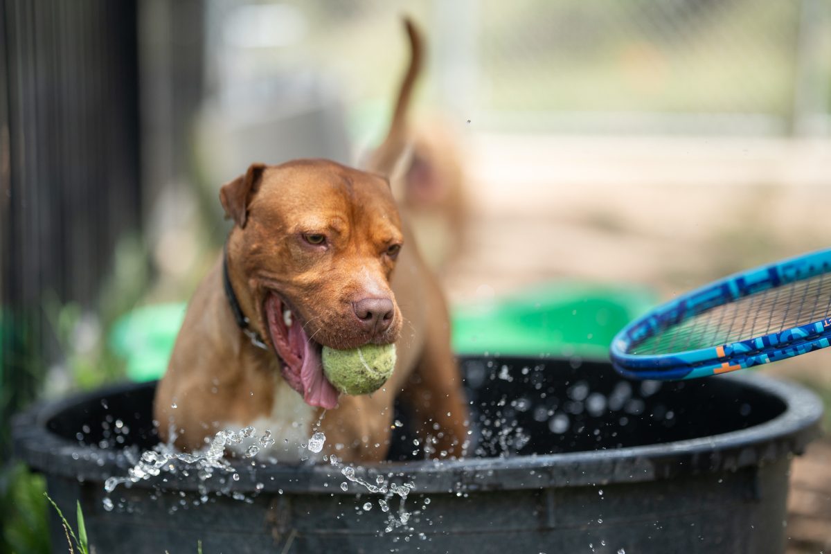 Dog in shell pool