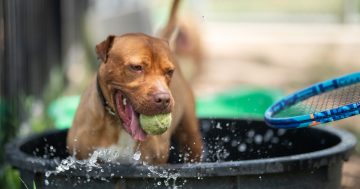 The best dog boarding kennels and catteries in Canberra