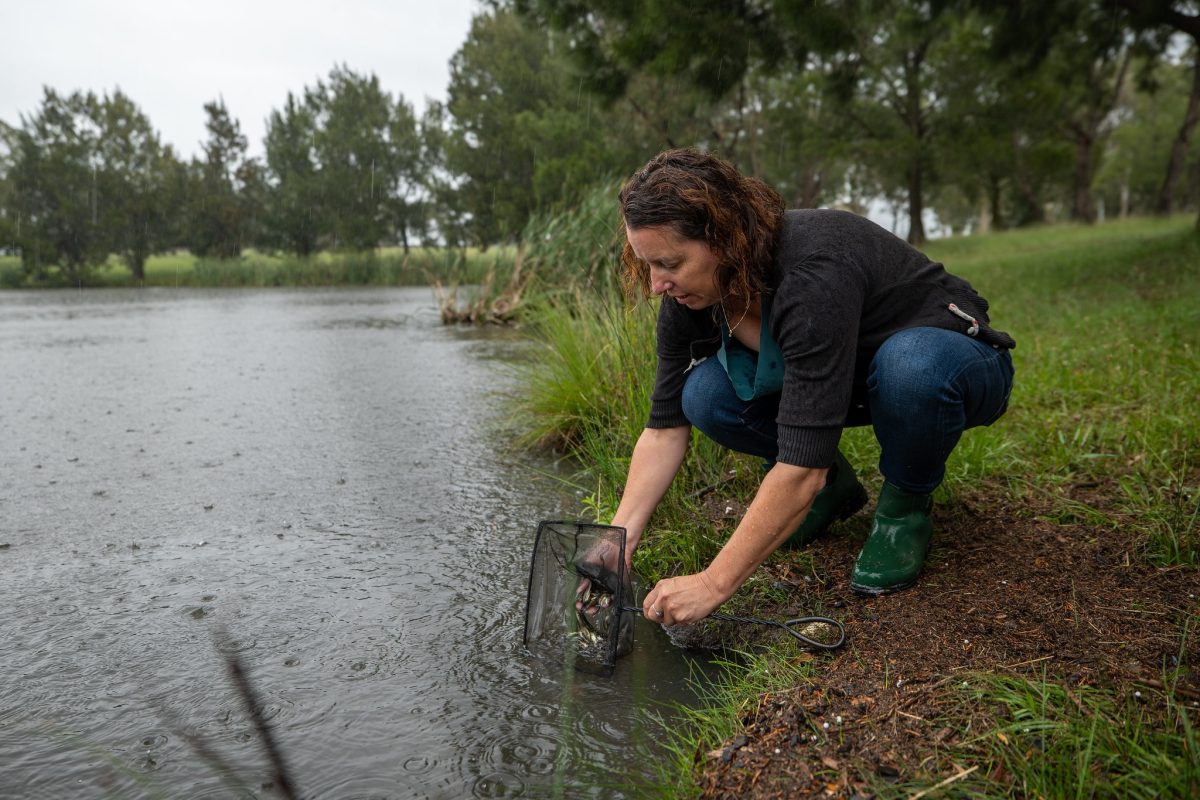 Environment Minister Rebecca Vassarotti releasing fish