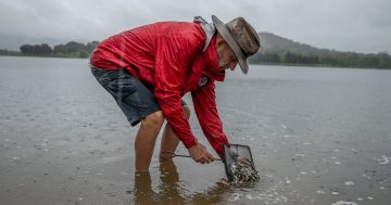 Tens of thousands of fishlings released into urban waterways - each with a Dreamtime connection