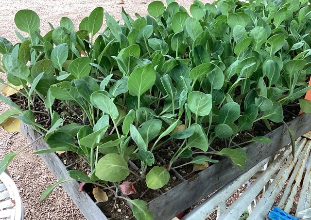 Tray of seedlings