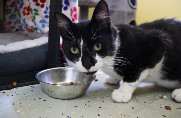 black and white cat