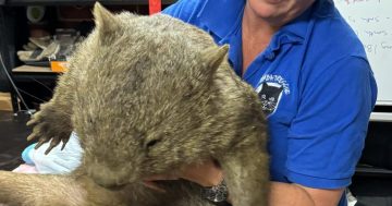 Thieves steal life-saving cameras from wombat rescue sites