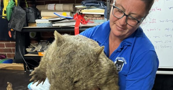 Thieves steal life-saving cameras from wombat rescue sites