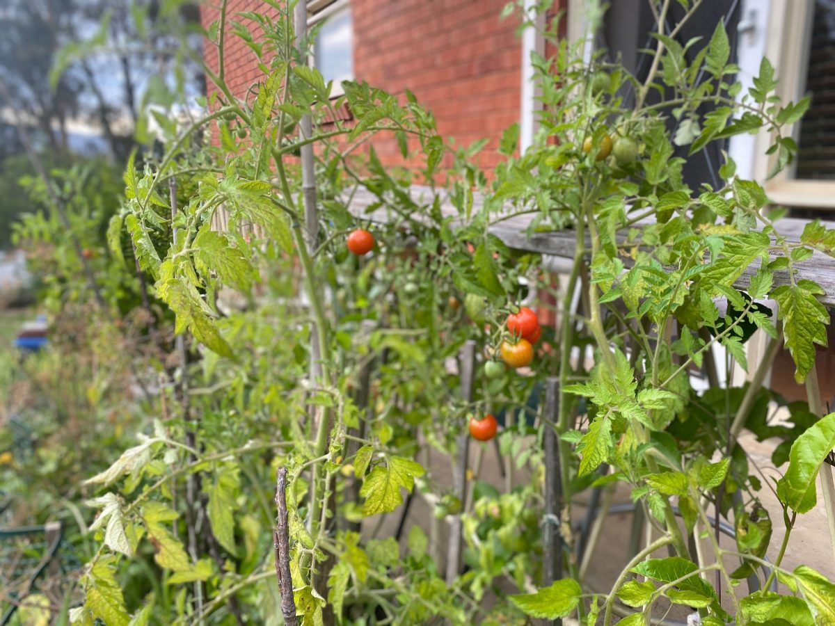 homegrown tomato plants