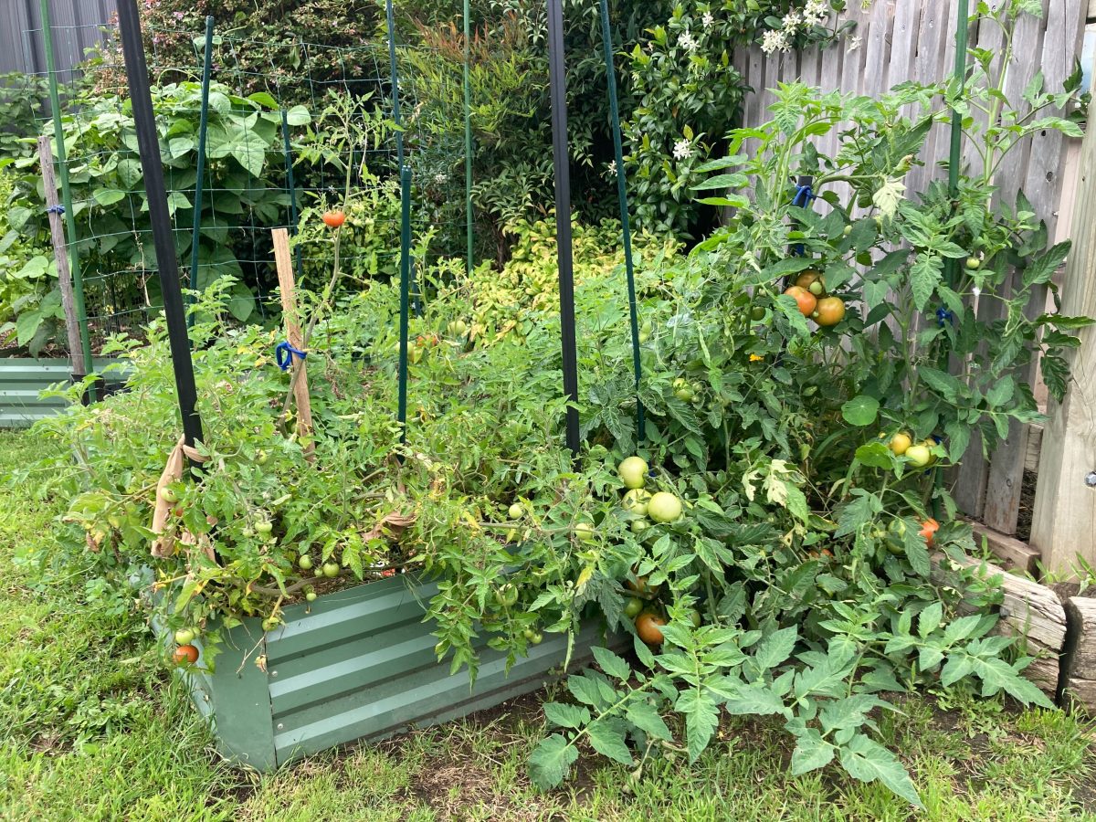 flourishing vegetable garden with tomatoes