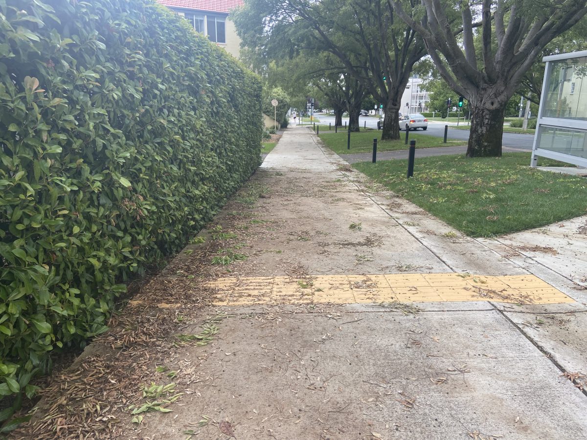 Hedge clippings on a footpath