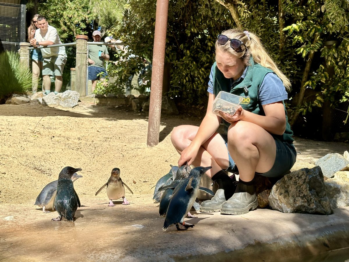zookeeper with baby penguins