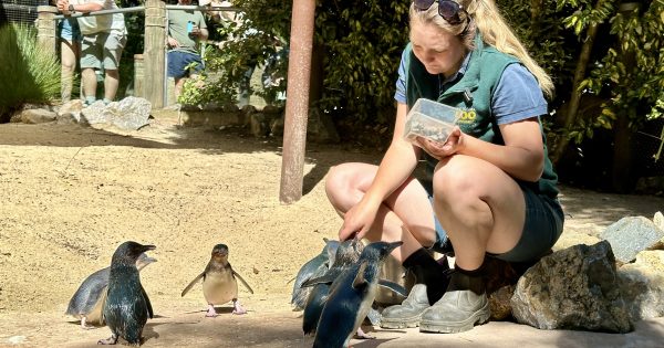 Meet the zoo's newest Little Penguins (they're major classical musical fans)
