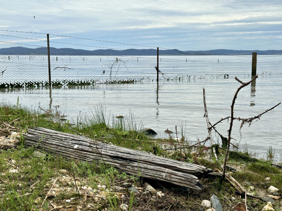 dbsris on shore of Lake George