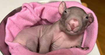 Want to become a wombat carer? Step one, you just need to care (and take this course)