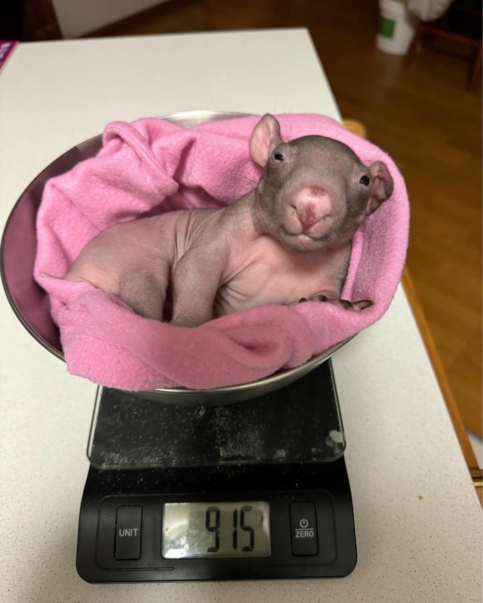 Baby wombat beng weighed