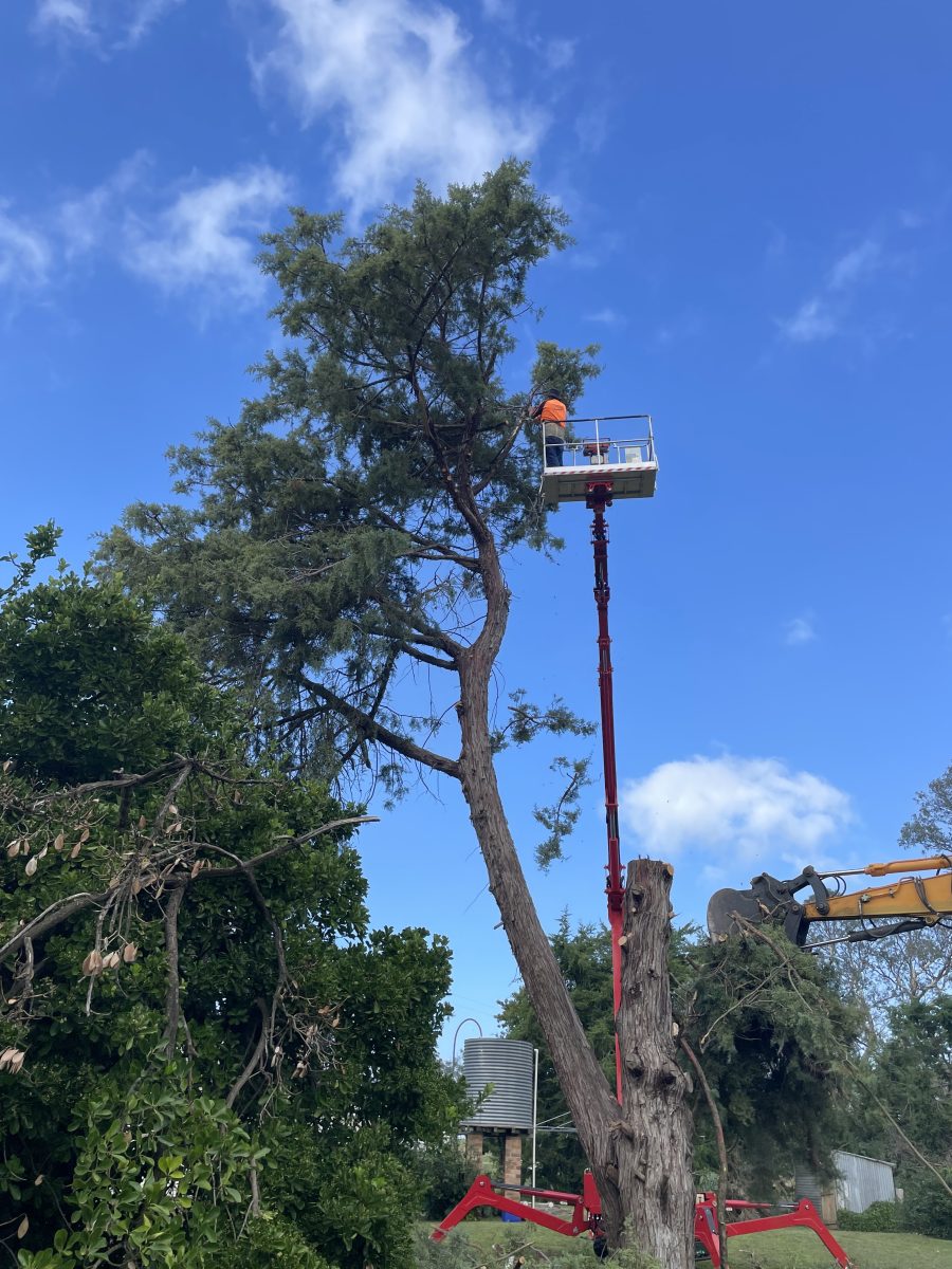 Man on cherry picker cutting down tree