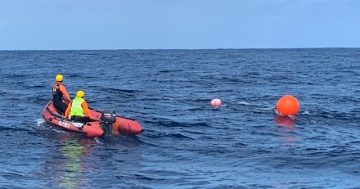 Humpback whale freed from metres of fishing line and floats off Murramarang