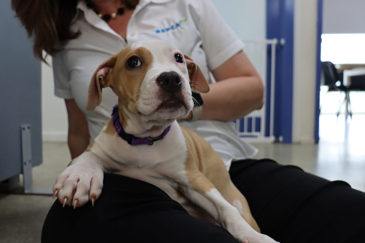 A brown-and-white dog in a woman's lap