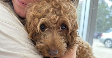 Paws-ing to help: how the Canberra community rescued Winx the cavoodle