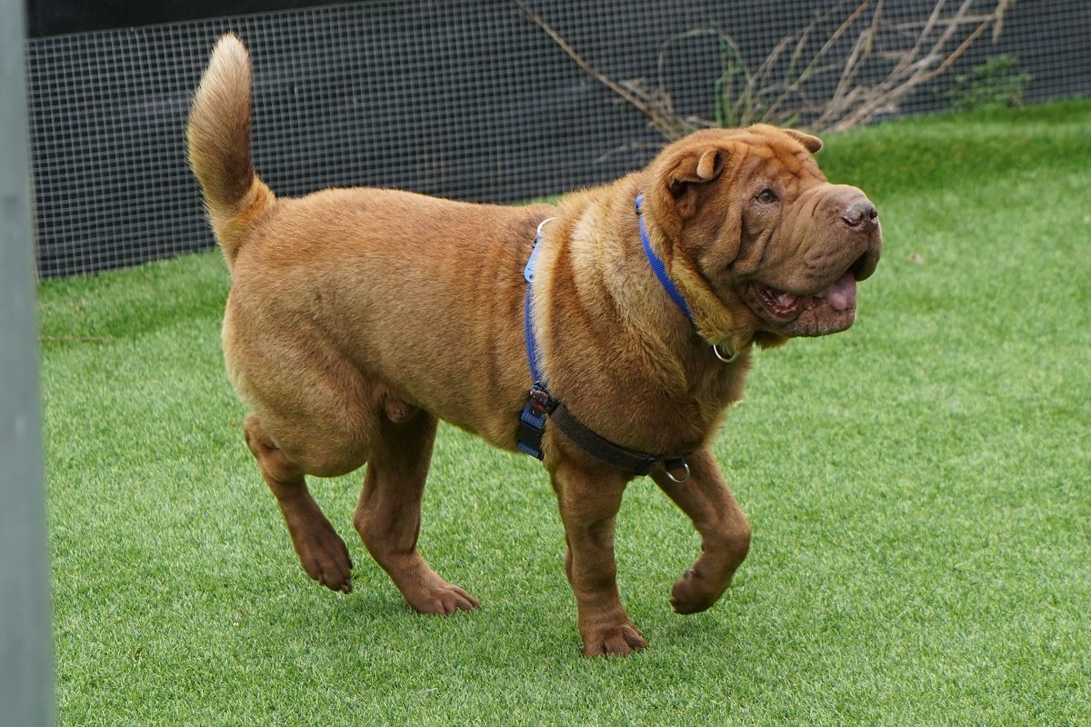 shar pei dog