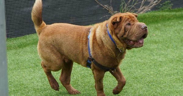 RSPCA ACT's Pets of the week - Asad and Beau