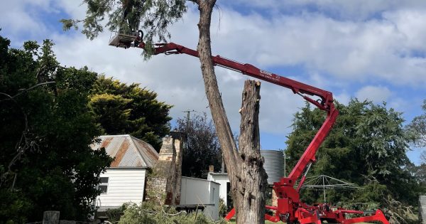 To the tree that literally grew on us: Don't pine, it's just time to branch out