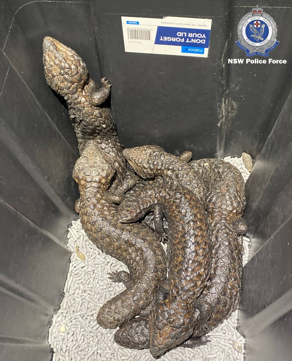 Four Lizards In Bags Discovered In Grenfell As Police Smash Statewide ...