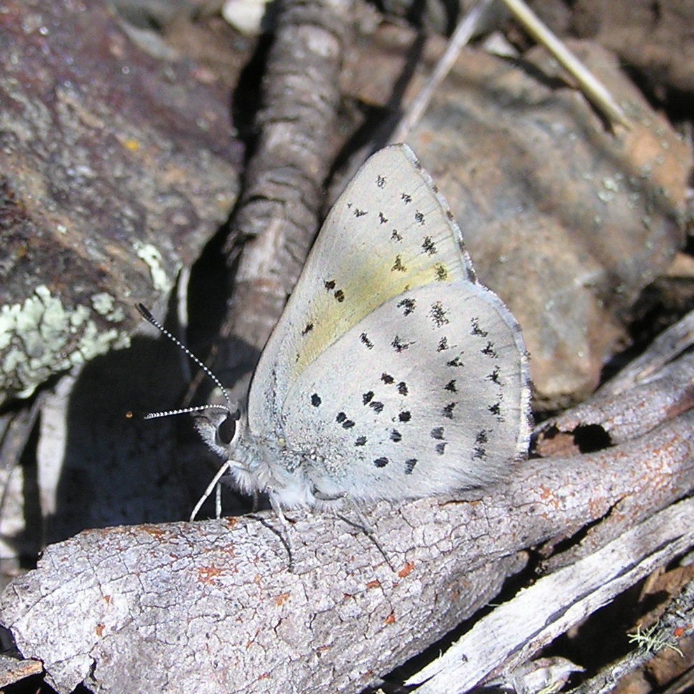 Butterfly on a branch