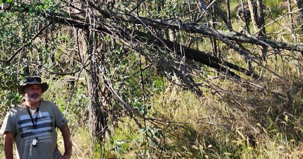 Yowie investigator claims to have found 'nests' around Eden