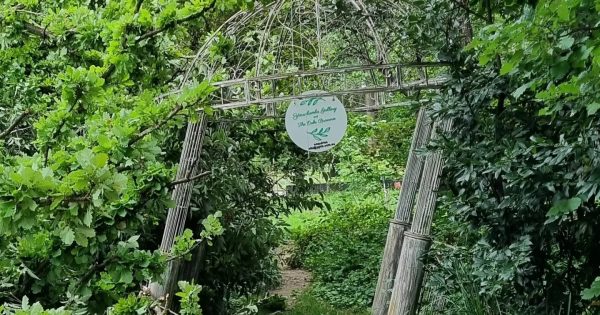 'It's just gut-wrenching': Canberra's favourite gazebo crushed by tree, then stolen