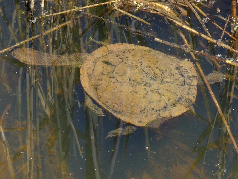 turtle underwater