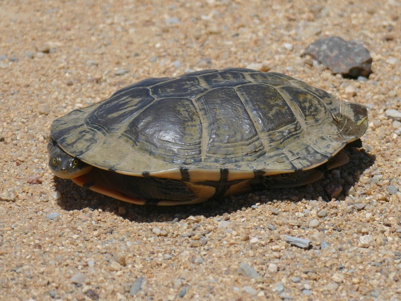 turtle on road