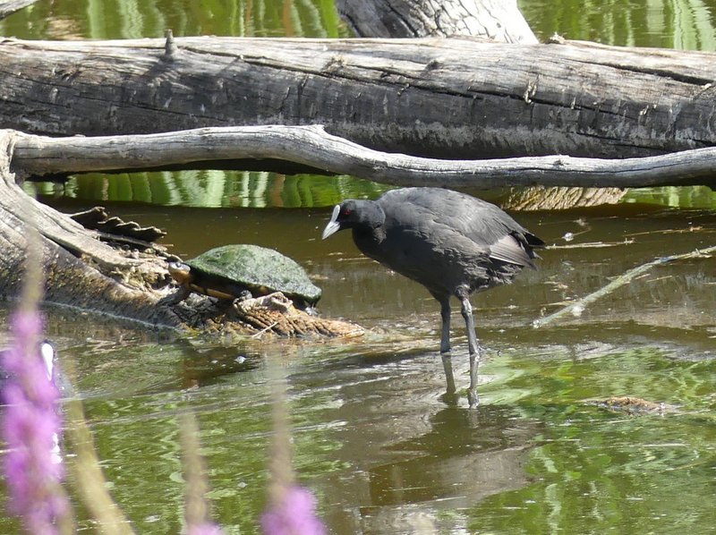 bird watching turtle