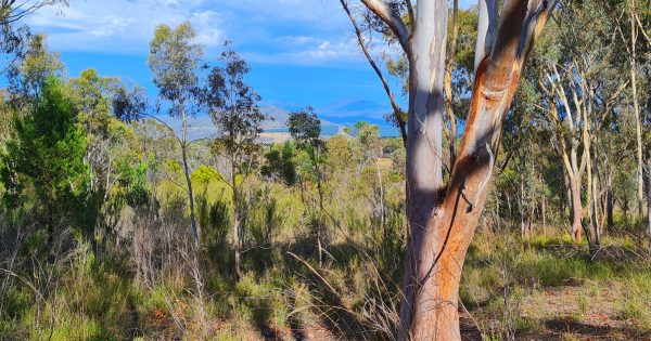 Part of Bluetts Block set to become a nature reserve but Friends say more land needed