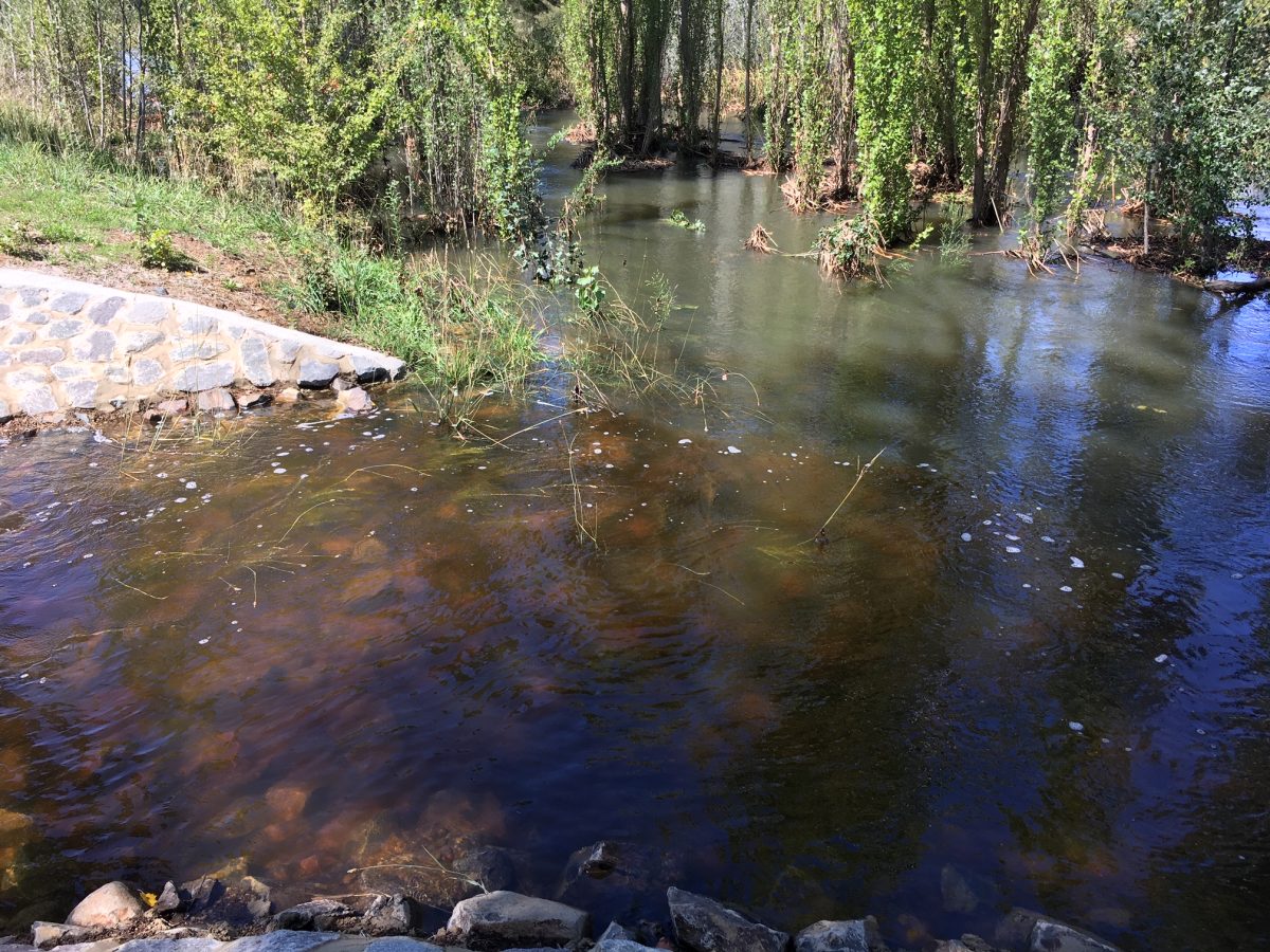 Ginninderra Creek at the Evatt Wetland