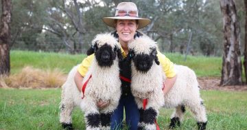 World's cutest sheep was woolly popular with near-record crowds at the Royal Canberra Show