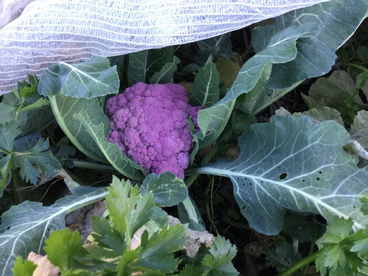 Purple cauliflower