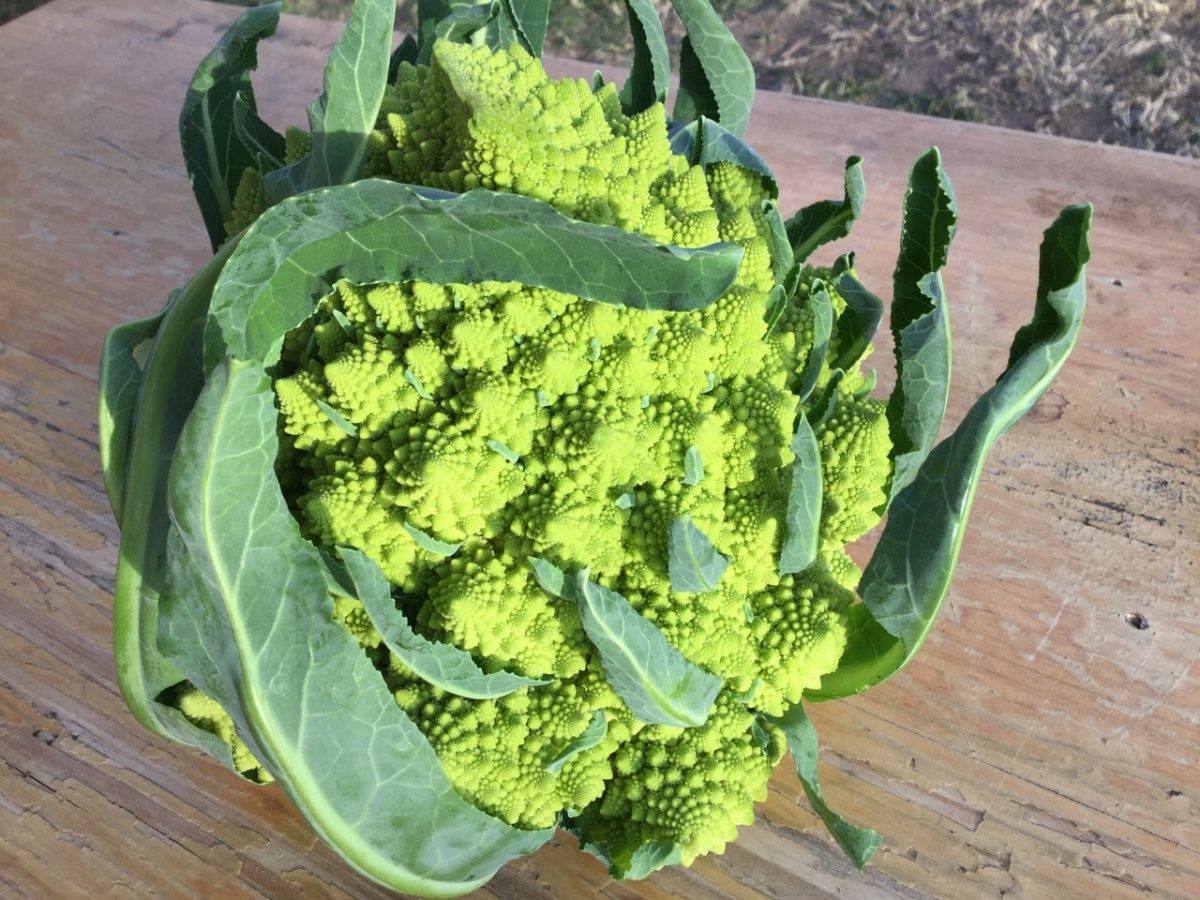 cauliflower