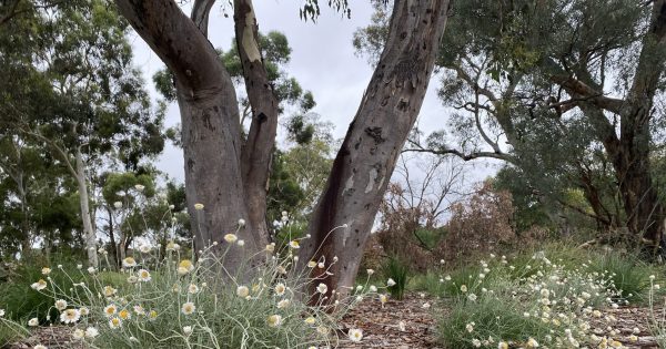 Community urged to 'protect the precious patches' of our suburbs as grant scheme grows