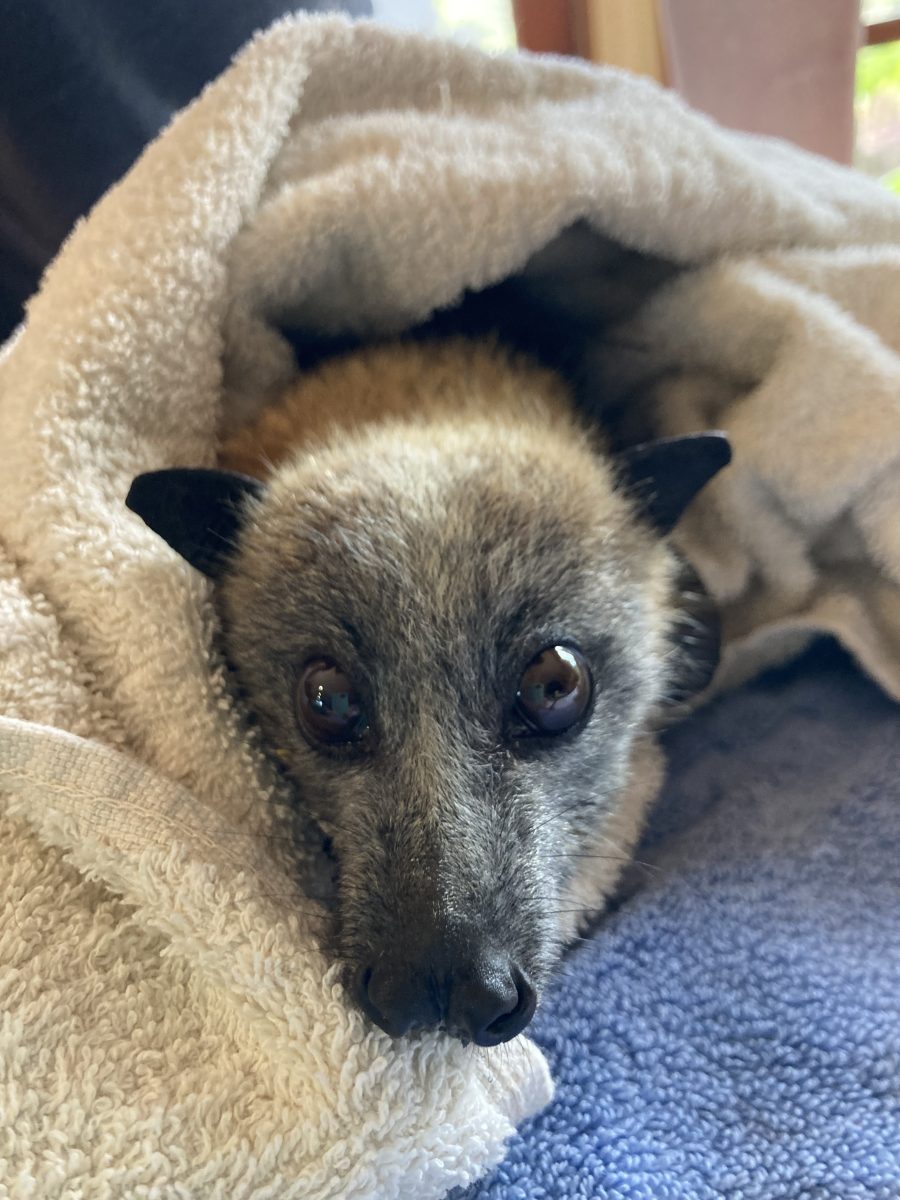 Flying fox wrapped in blanket