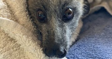 Help save endangered flying foxes from fruit tree nets, urges ACT Wildlife