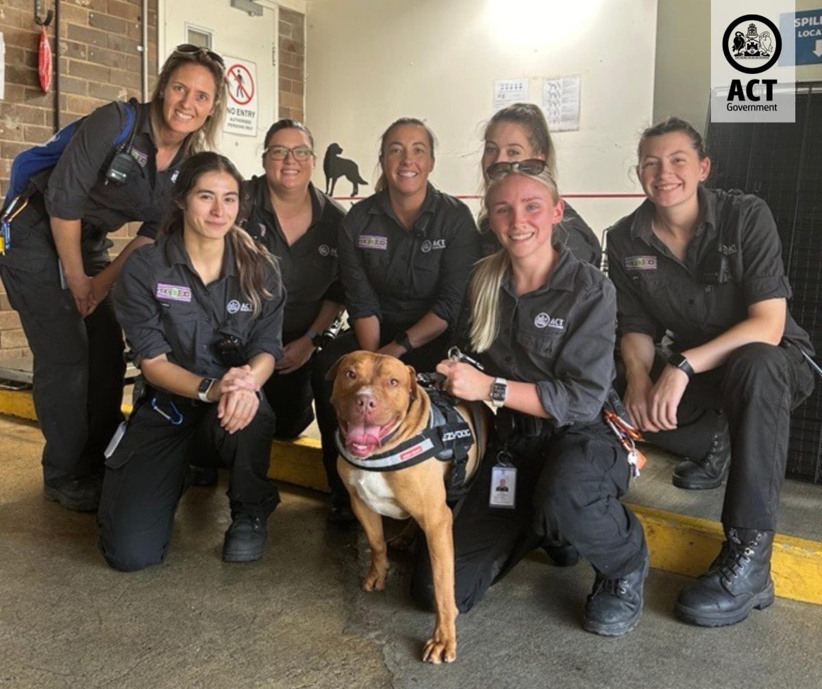 Dog surrounded by seven women