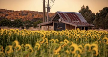 Brighten your day with some sunflowers (but don't take the wrong turn in the maze)