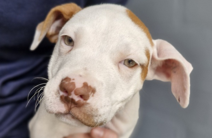 Rspca best sale puppy preschool