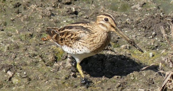 The humble Latham's Snipe is a spectacular world traveller