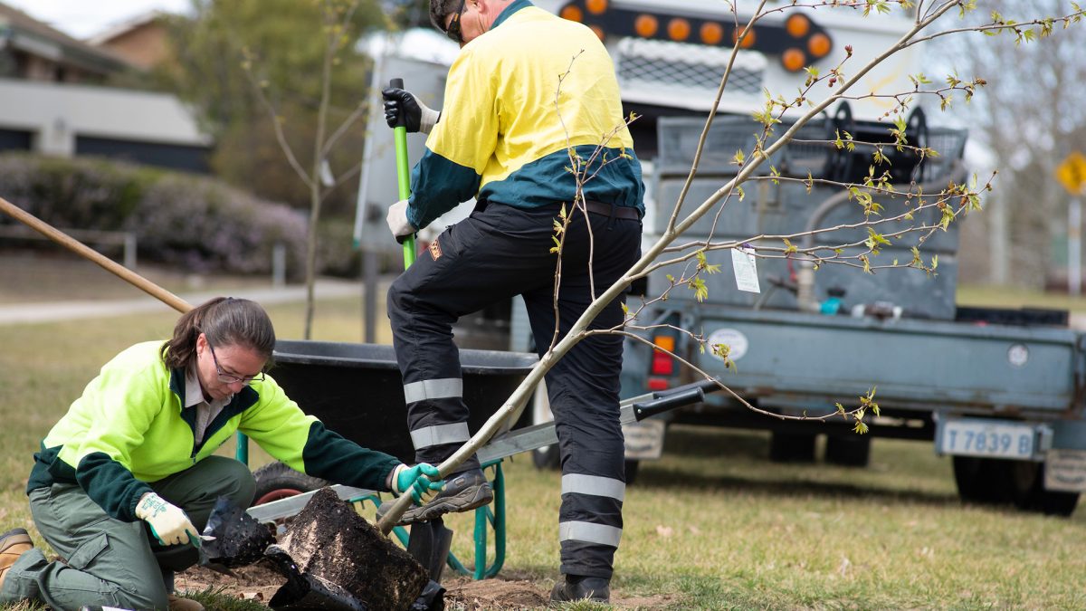 two people planting a tree