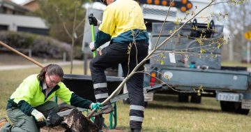 If a tree is ripped out in the suburbs should anyone care? Yes, the urban forest is everybody's business