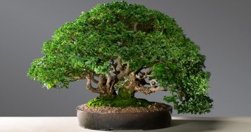 The art of bonsai isn't as complicated as it might look