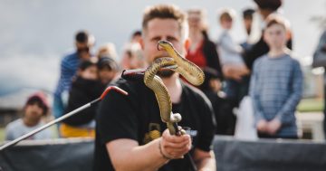 Should Canberra's snake catchers be paid public servants? Government has other ideas