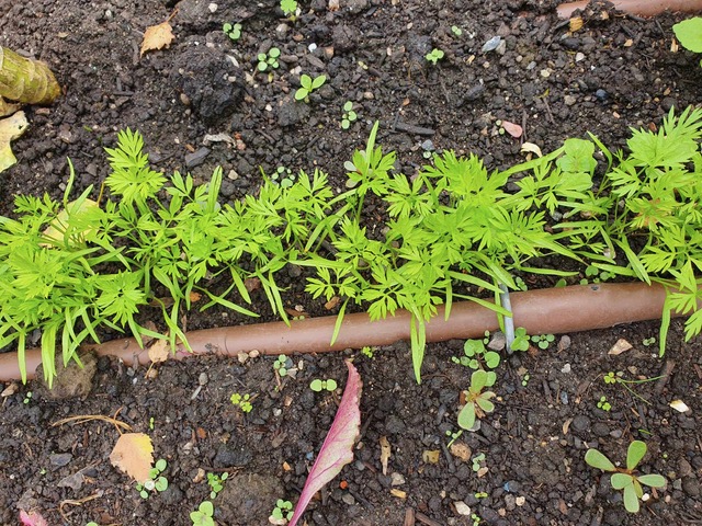 carrot seedlings