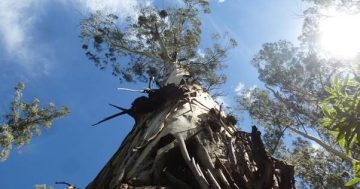 ACT's tallest tree has survived heavy logging and two bushfires - and that's just in the past 100 years