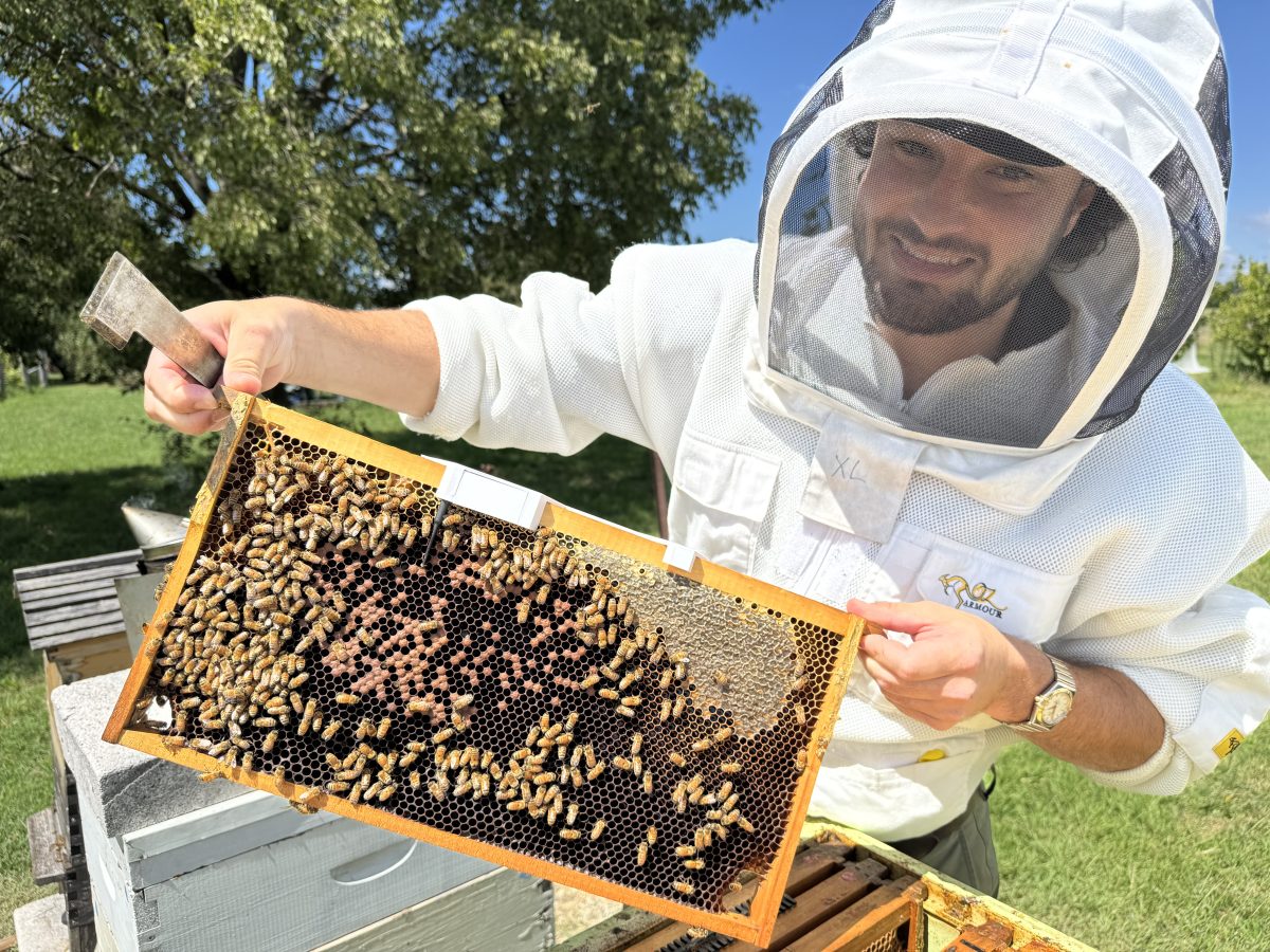 Smart hives the latest buzz which could help with varroa mite detection ...