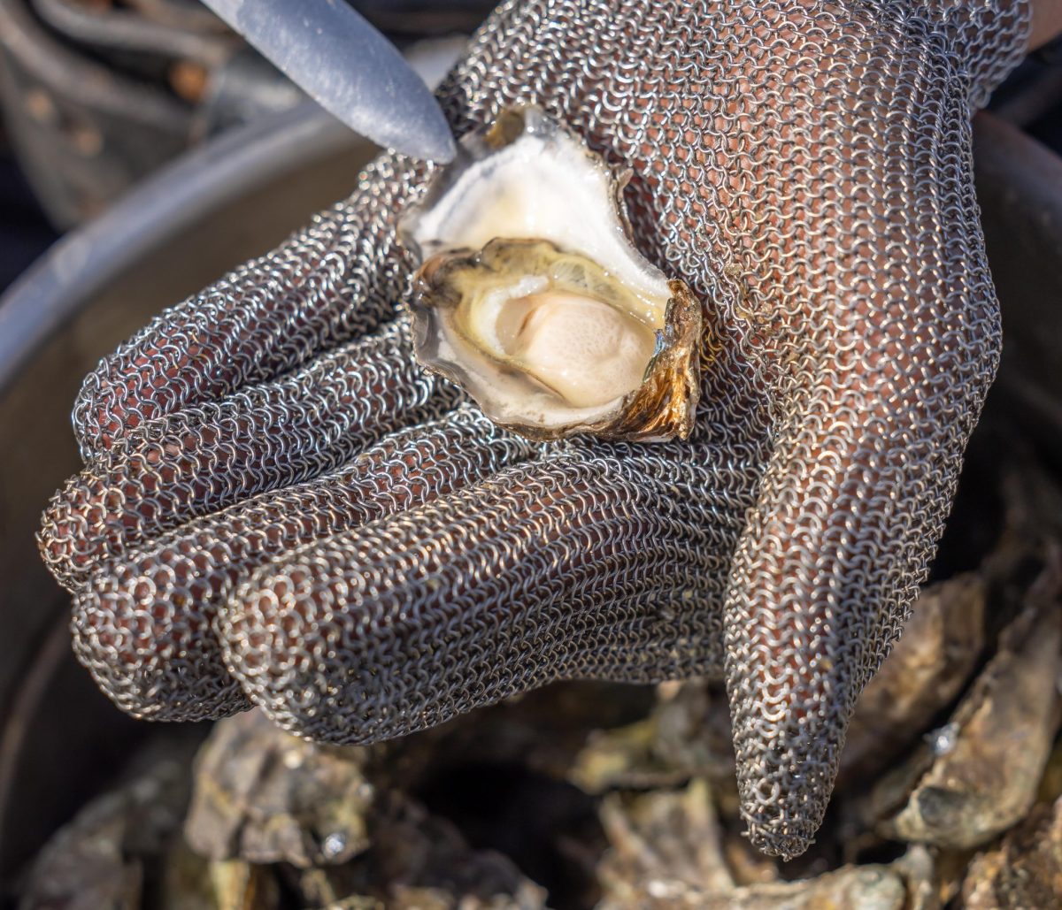 Hand wearing mesh metal glove holding shucked oyster
